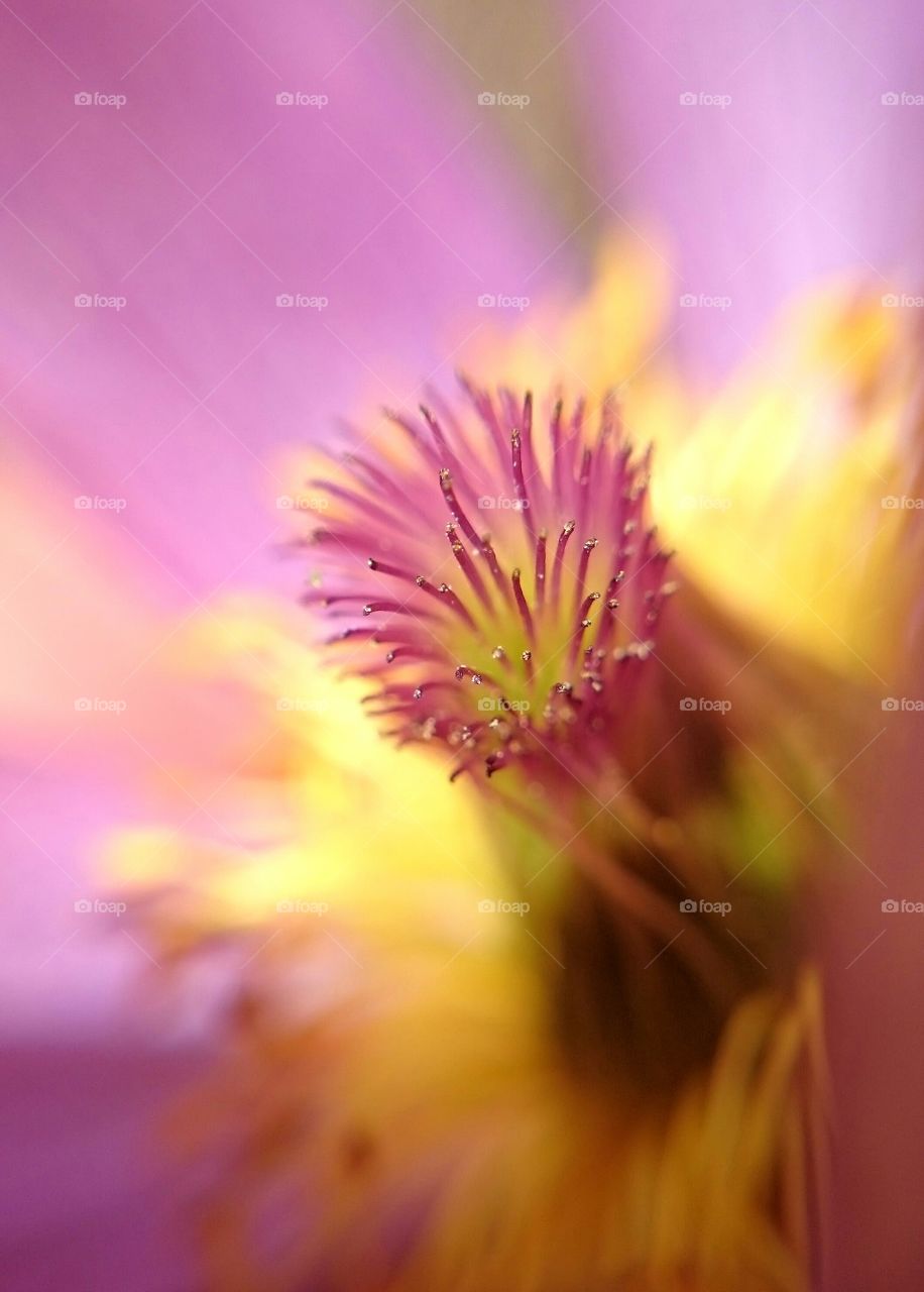 Close-up of flower