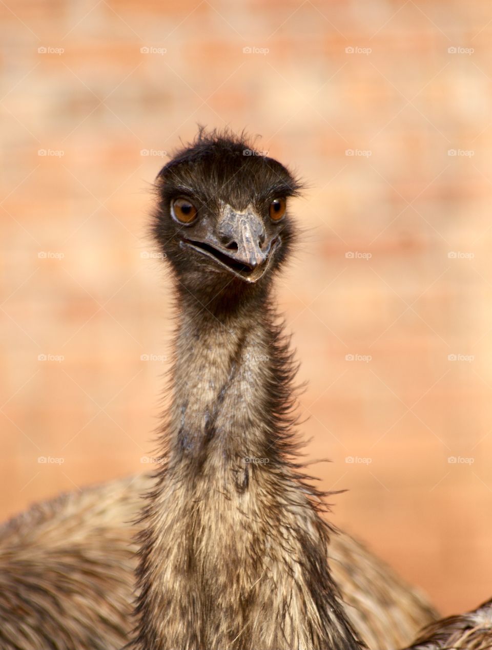 Close up of an emu 