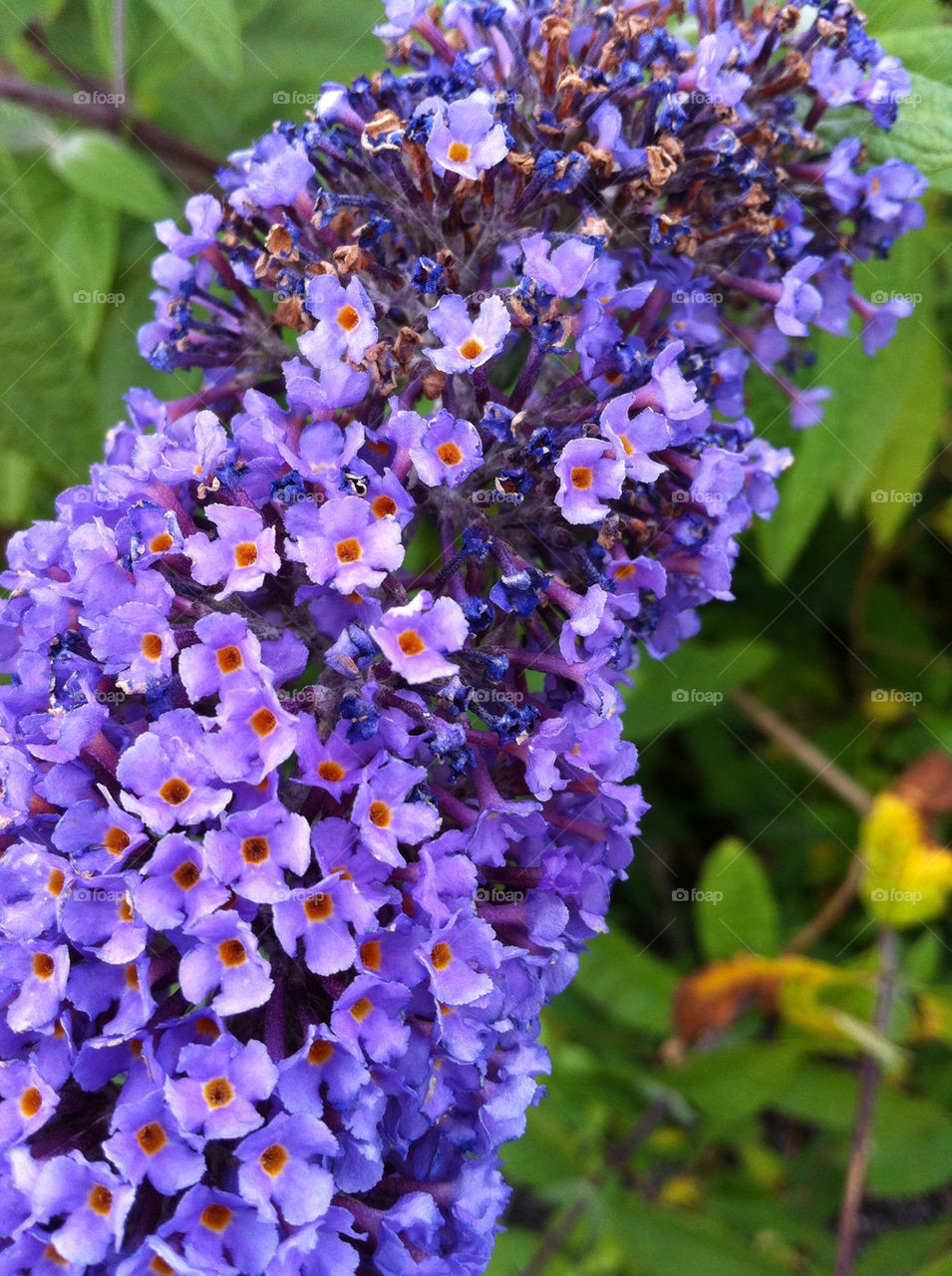 flower blue small tiny by emmam