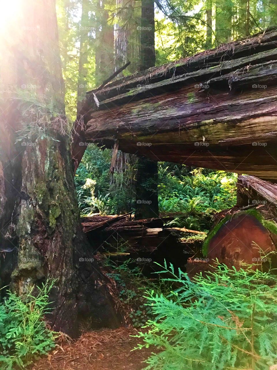 Somewhere in the Redwoods.