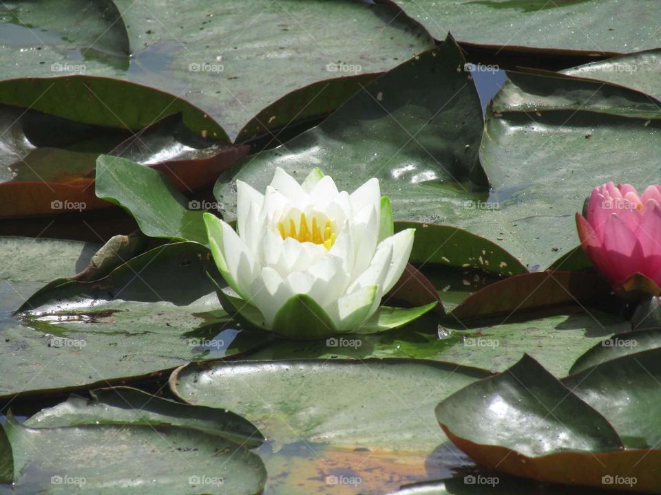 Lilly pad