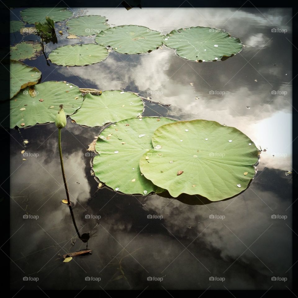 Waterlilly