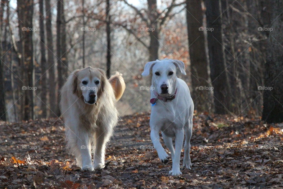 walking with friends
