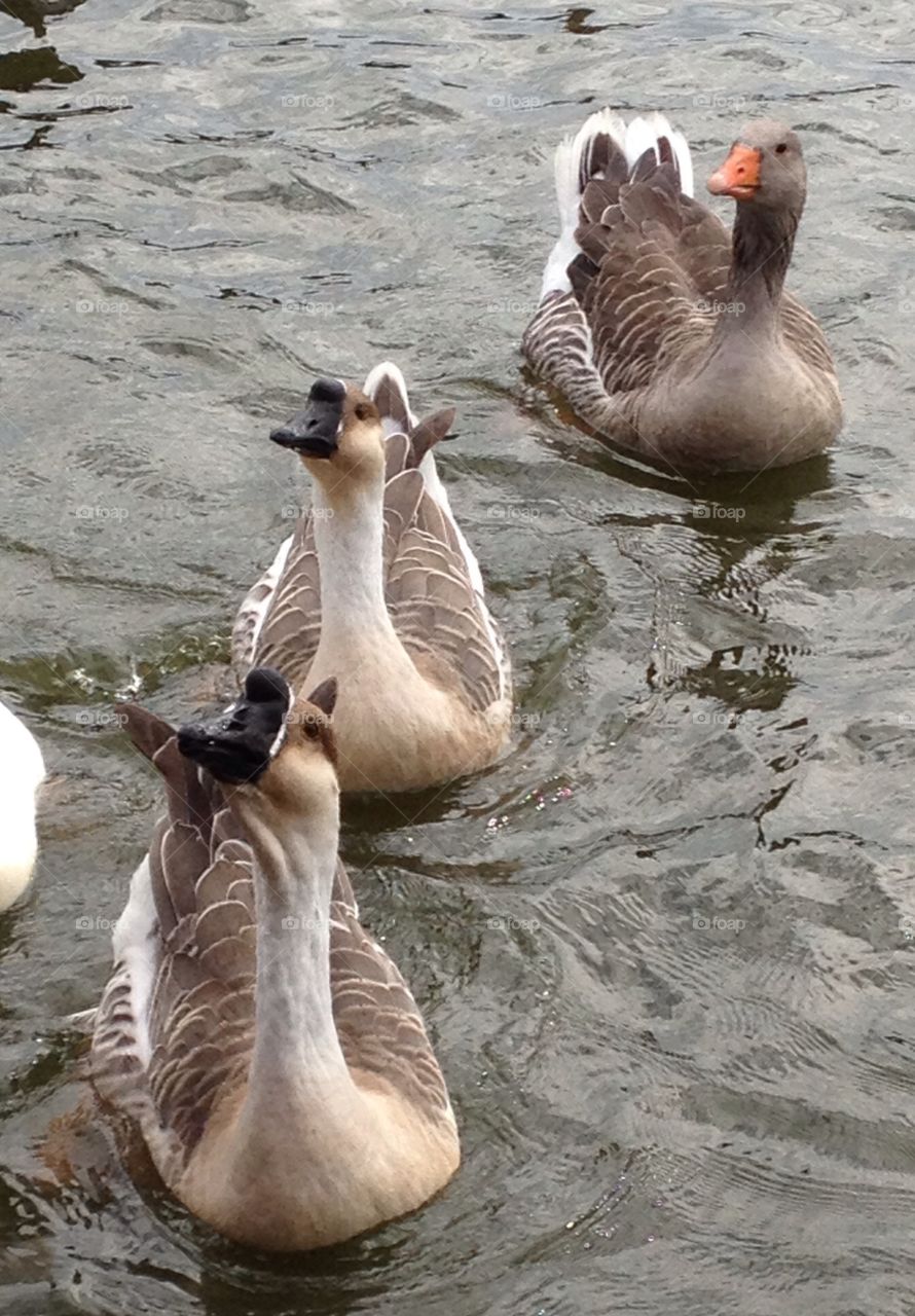Hungry geese floating on water