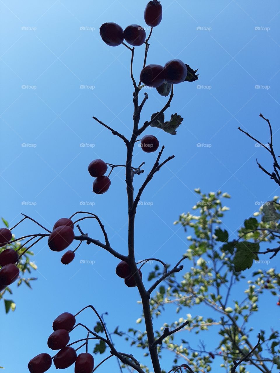 hawthorn on the blue sky