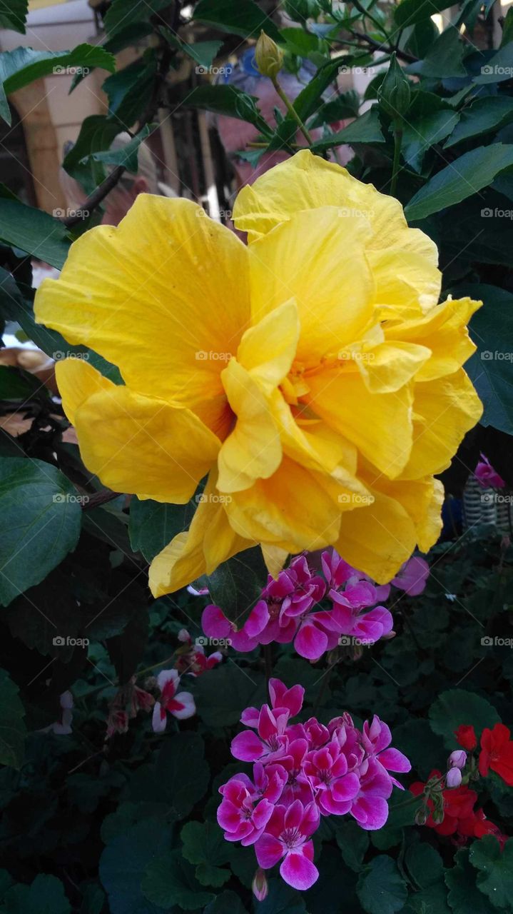 Flower, Nature, Garden, Leaf, Flora