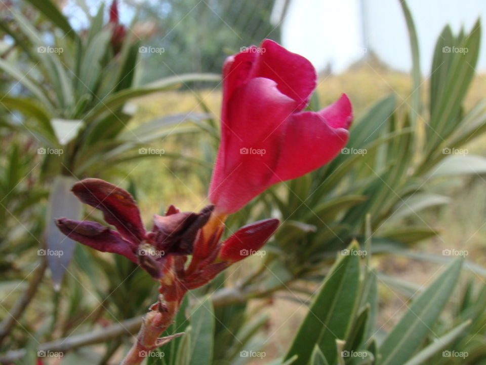 Oleander 