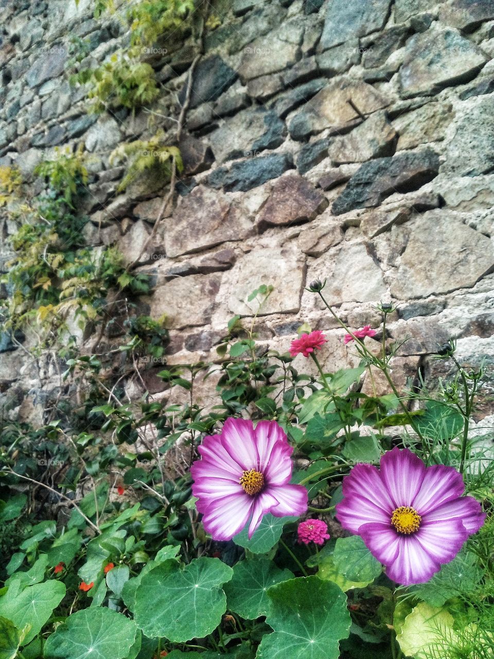 Jardin de fleurs et mur en pierre