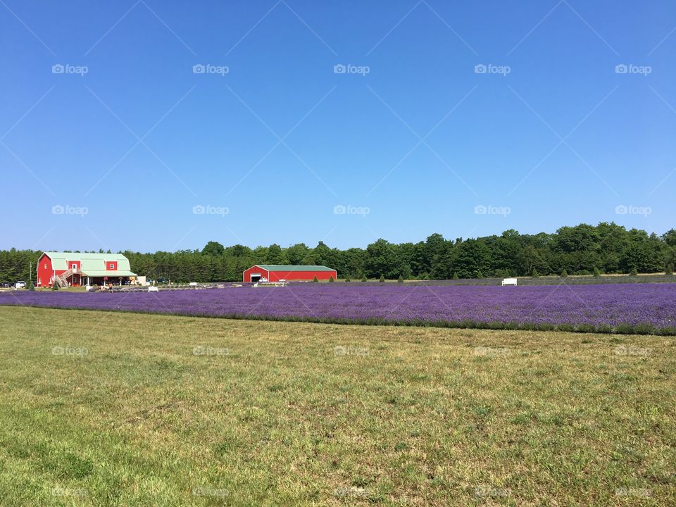 Lavender Fields