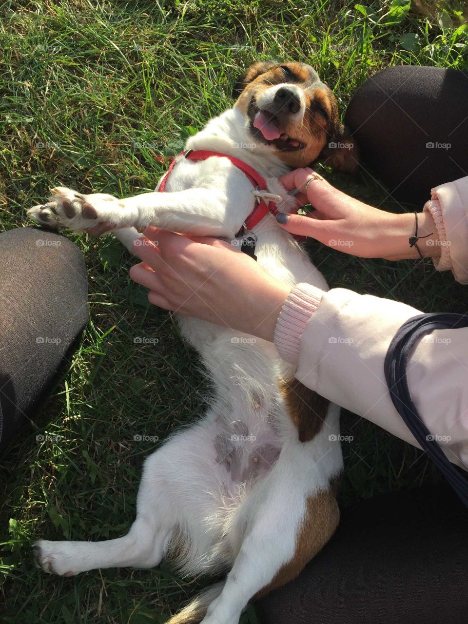 very happy dog being caressed by a girl