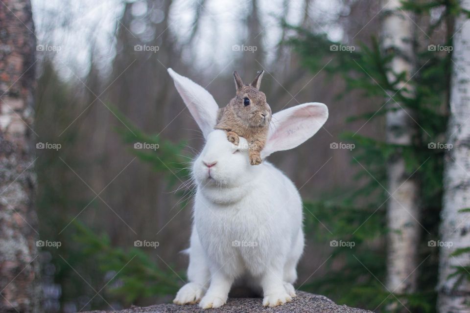 Giant rabbit & dwarf rabbit