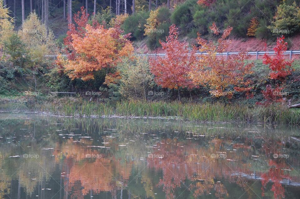 Fall colors reflect off the pond. 