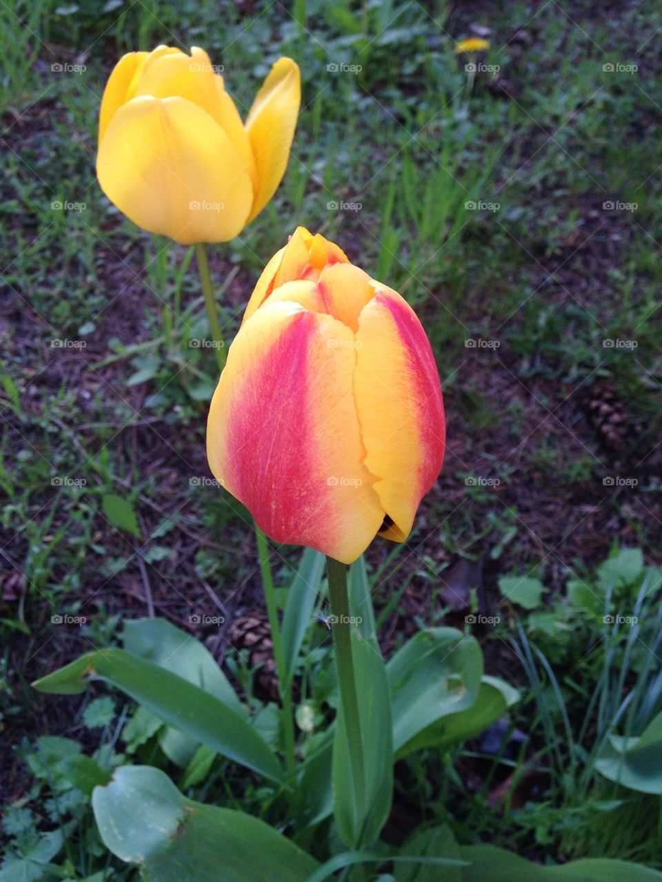 Spring Tulips