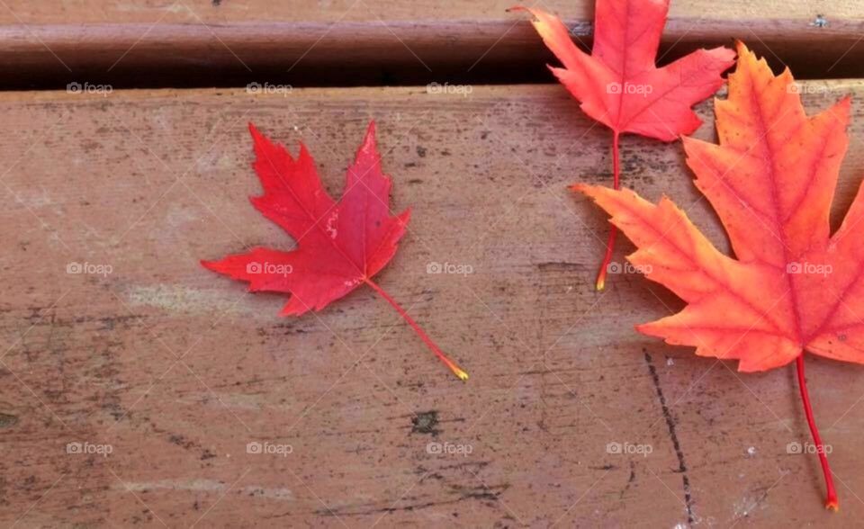 Red maple leaves 