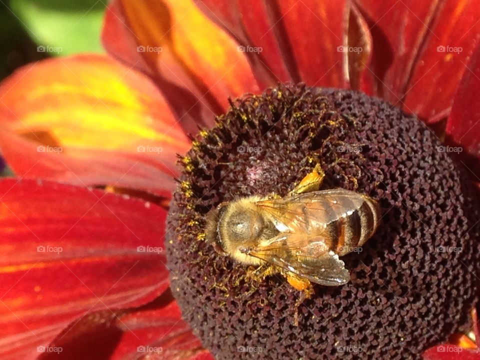 Macro shot of bee and flower