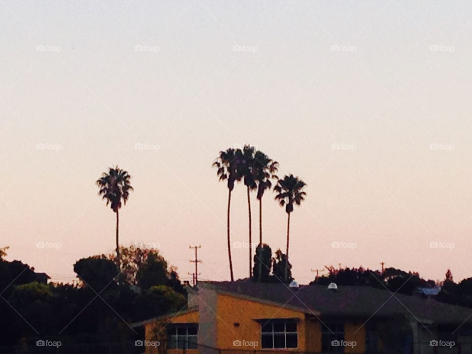 Beautiful photo of palm trees near a school in California with the sunset in the background