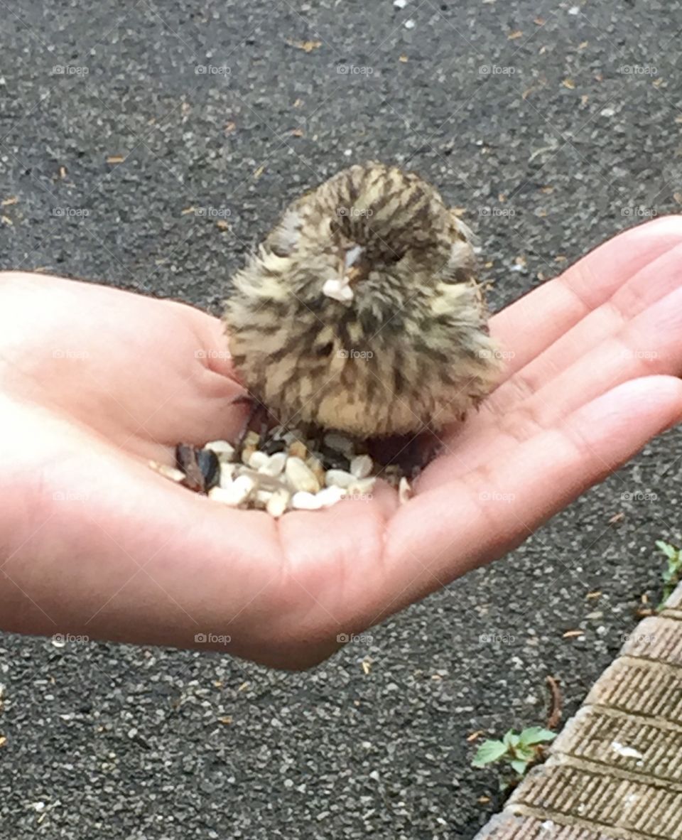 Feeding a small bird out of my hand