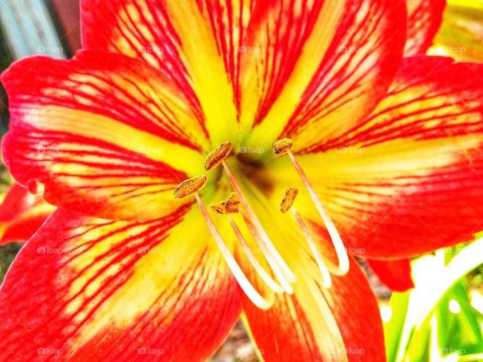 A close up pic of a red and yellow Amaryllis flower blooming in a friends backyard.