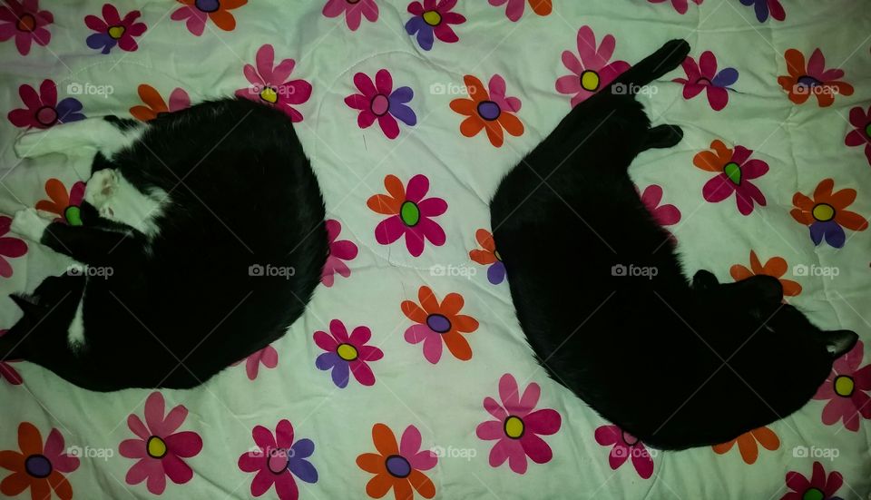punctuation cats. two black cat's sleeping over flower comforter bed.