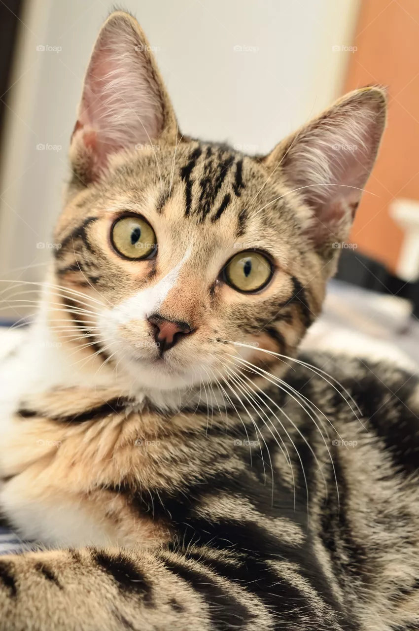 Cute kitten 