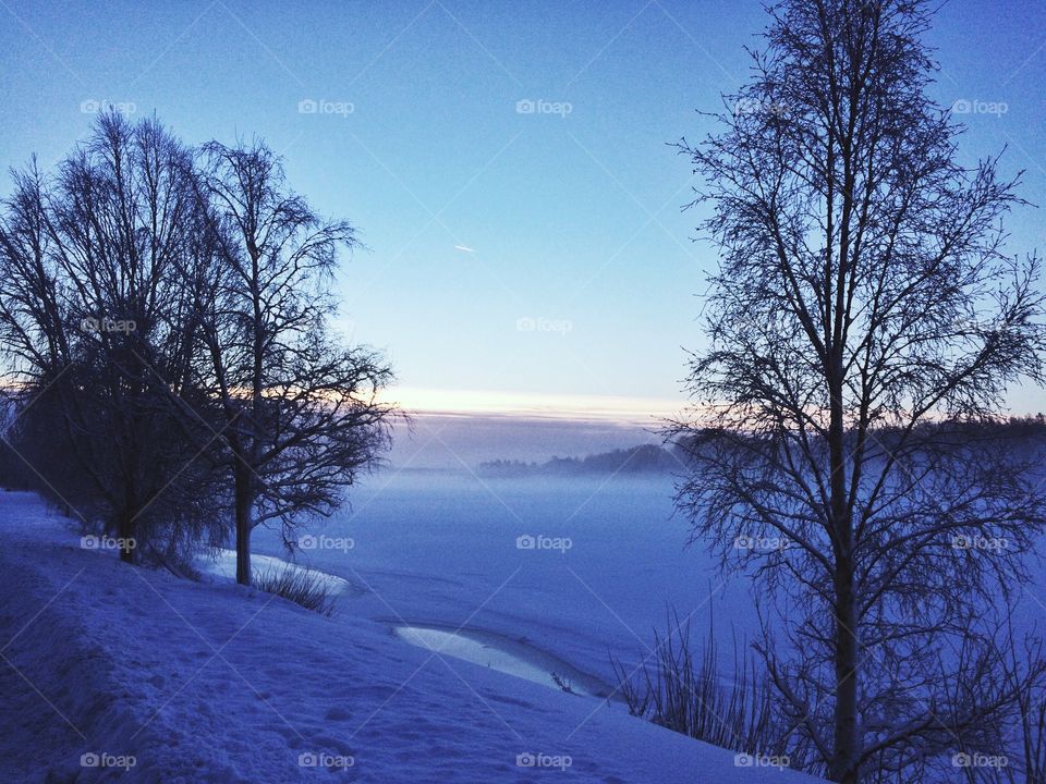Winter, Snow, Tree, Landscape, Cold