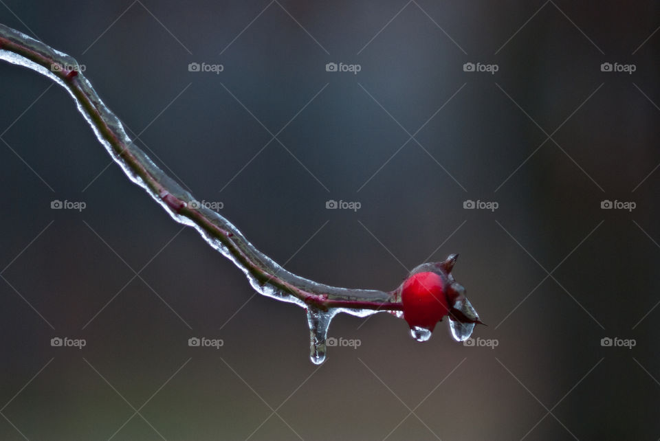 Ice covered branch with red berry