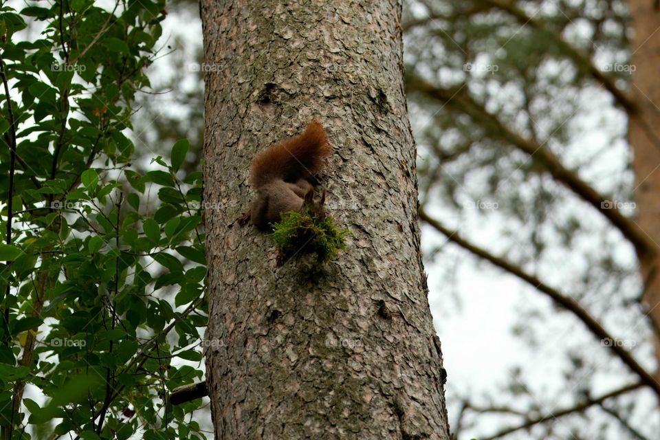 Eichhörnchen