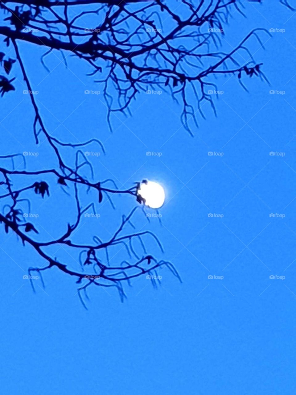 Mond in Frühe