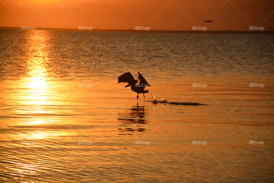 A pelican fishing