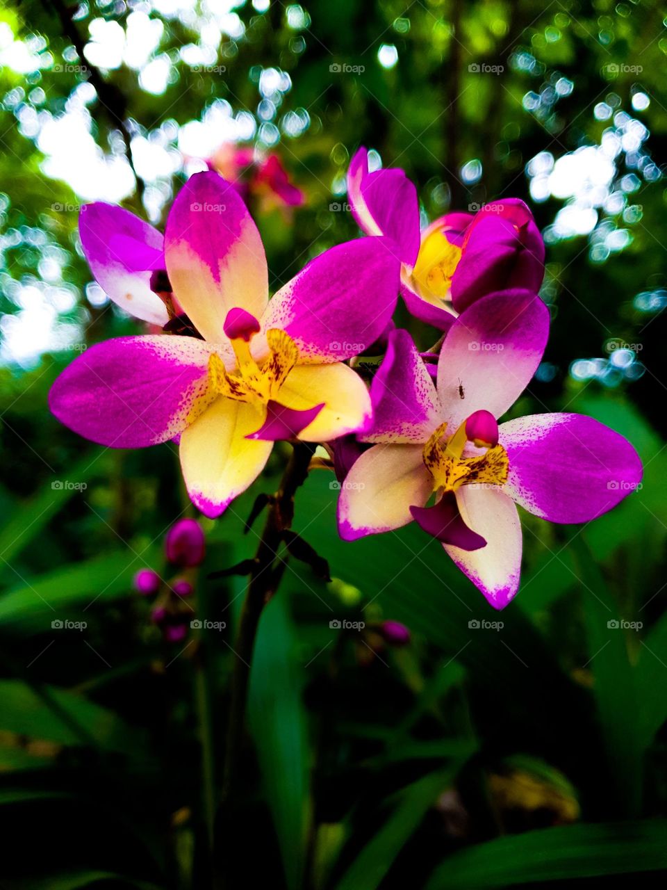 orchids