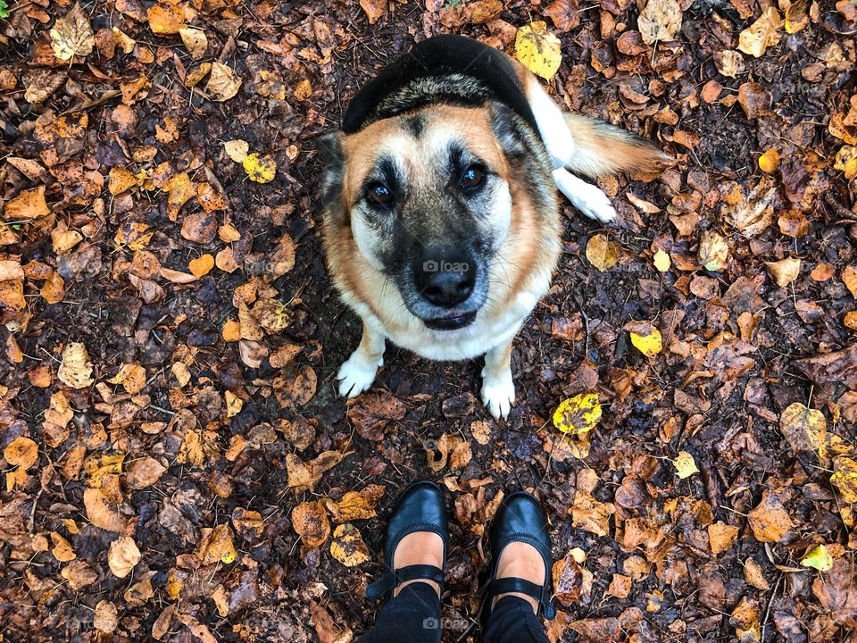 Dog in autumn