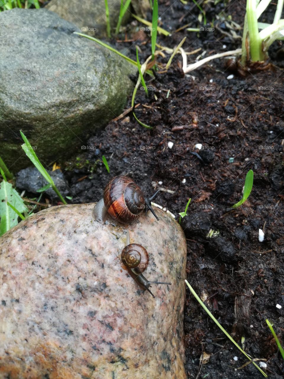 snails on a rock