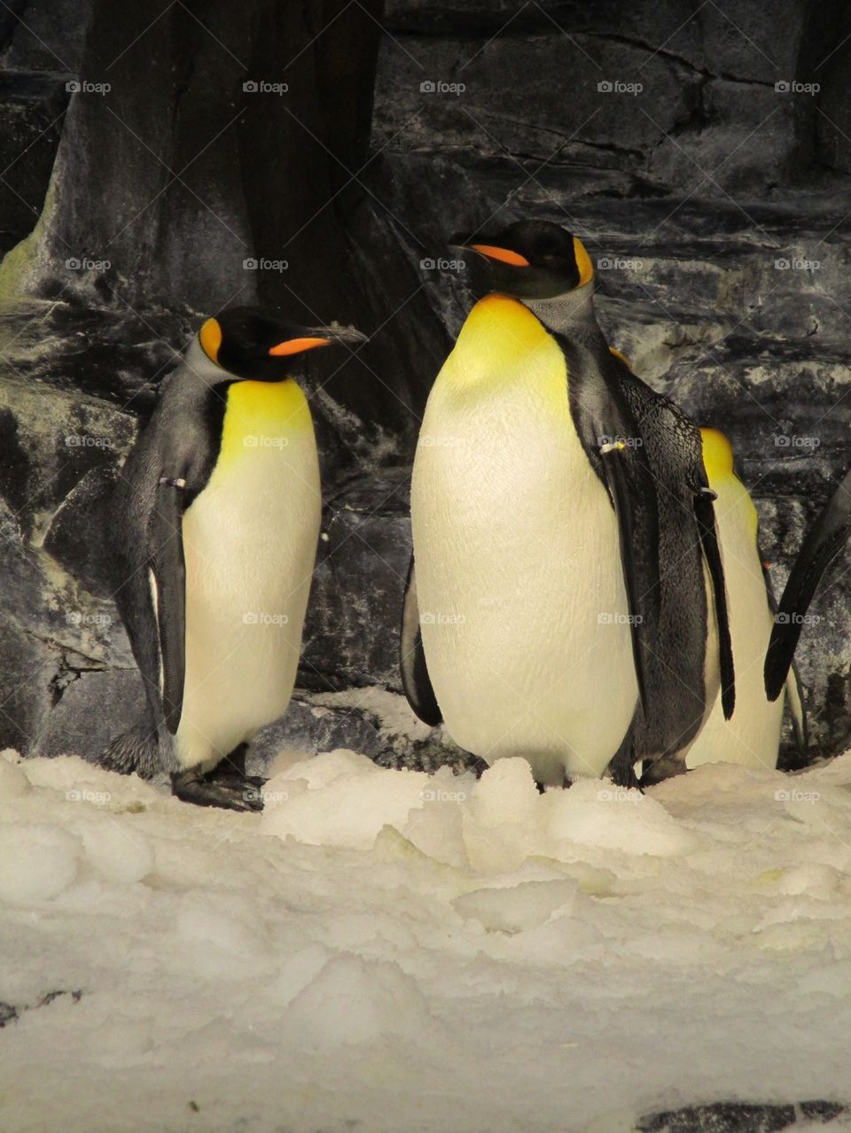 Noble Penguins