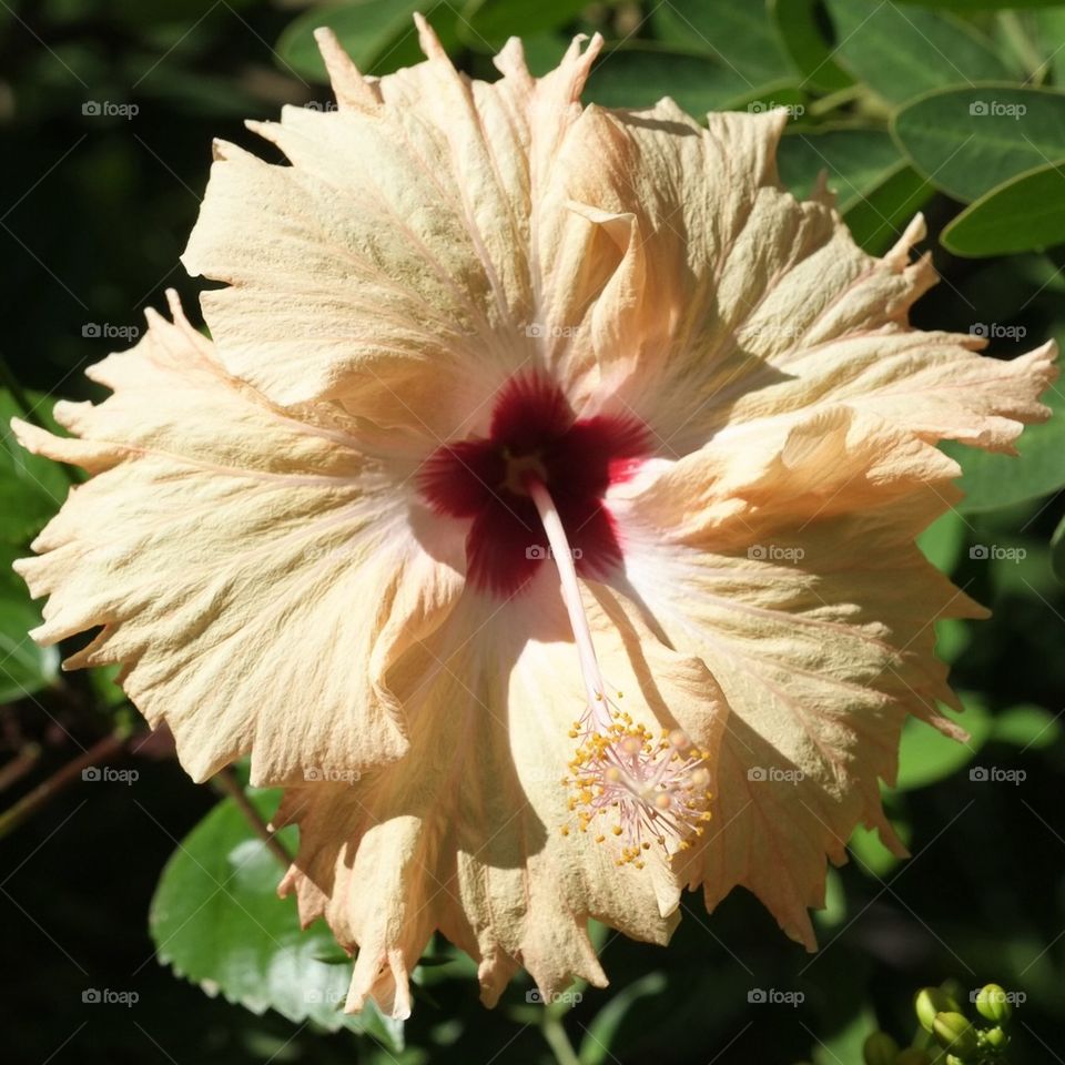 Frilly hibiscus 