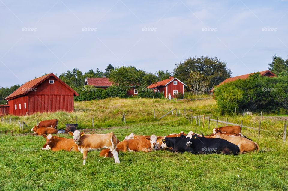 Close-up of cows on grassy field