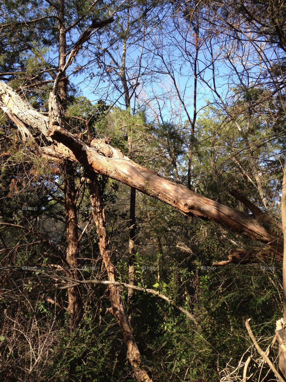 the tree woods in by tewitty