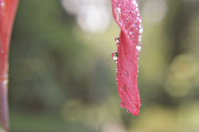 Pink flower petal with droplets of water