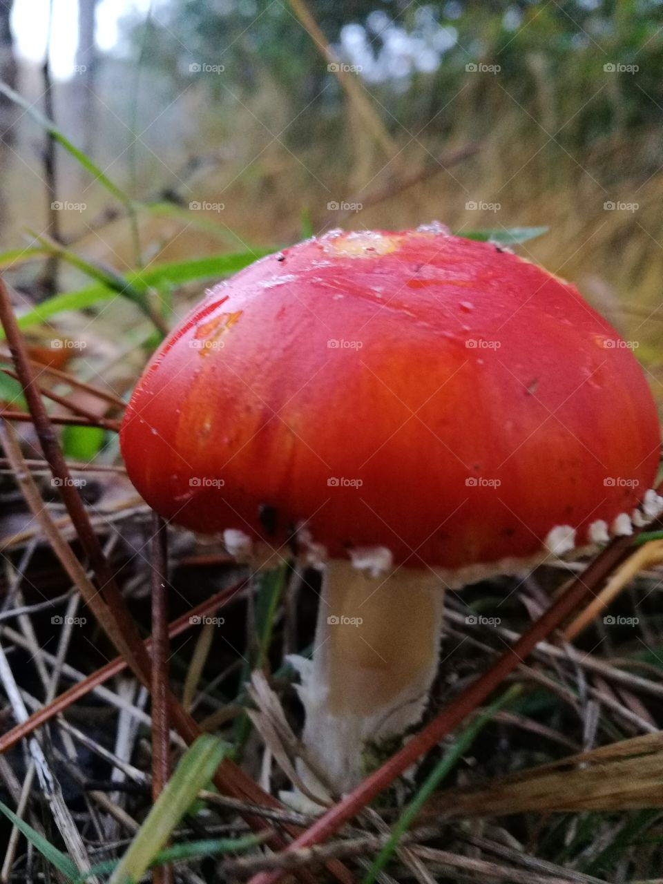 red mushroom