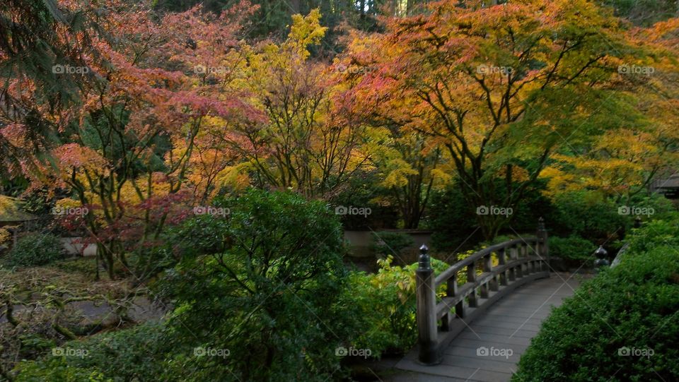 View of japanese garden bridge