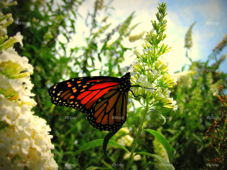 This is a picture of a beautiful monarch butterfly on a butterfly bush getting some nectar from one of the flowers.