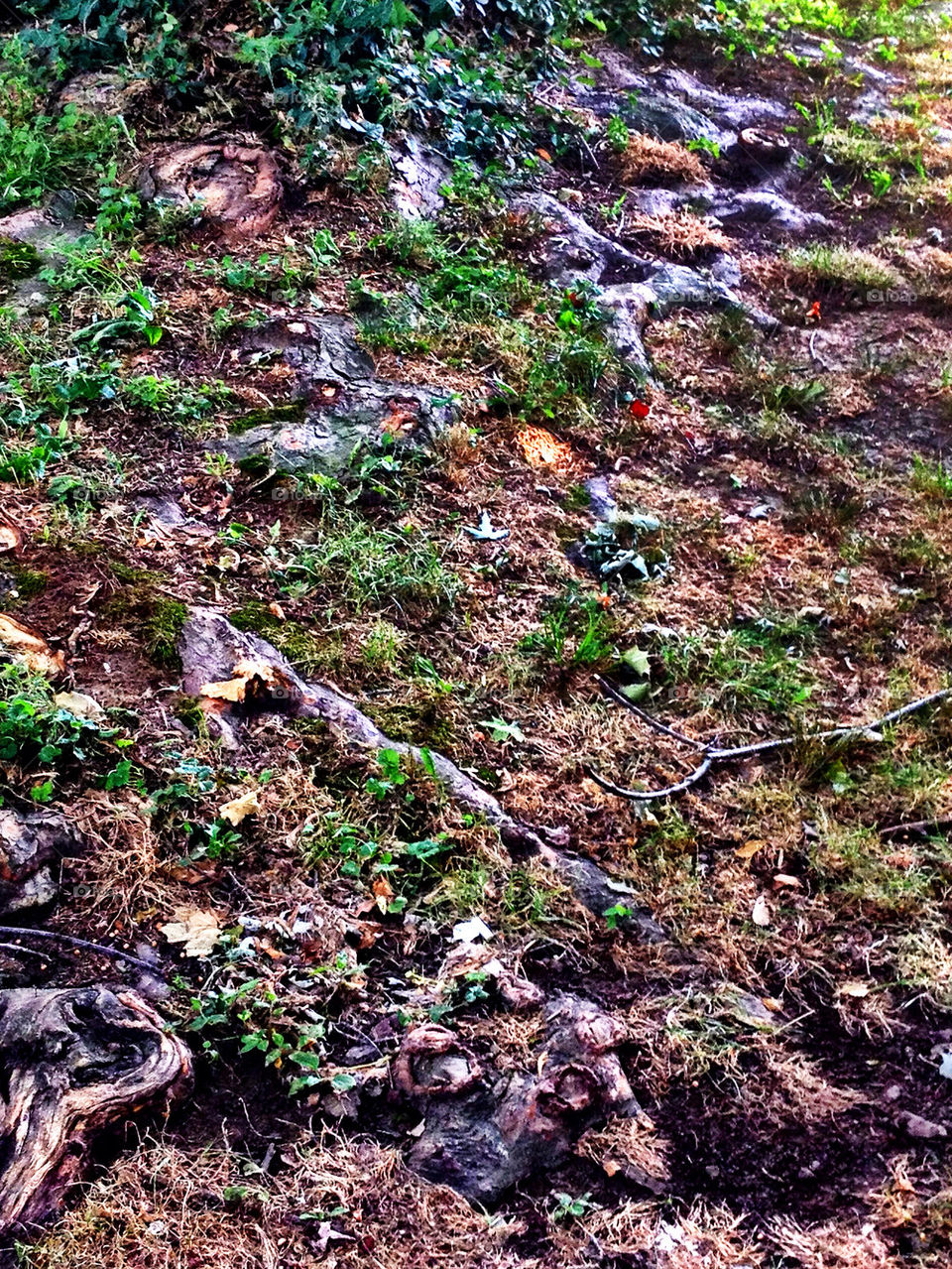 ground grass tree dirt by vickikl3