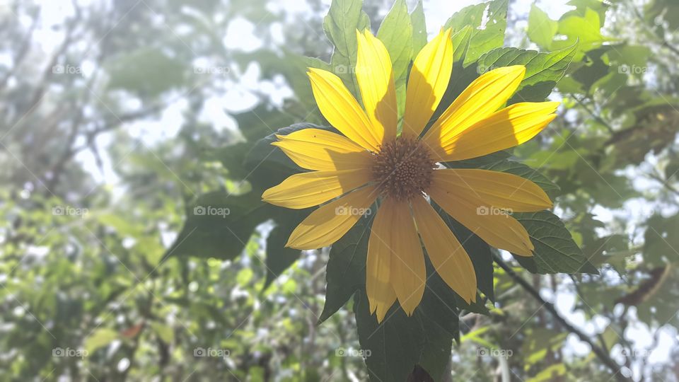 sun flower in yelow