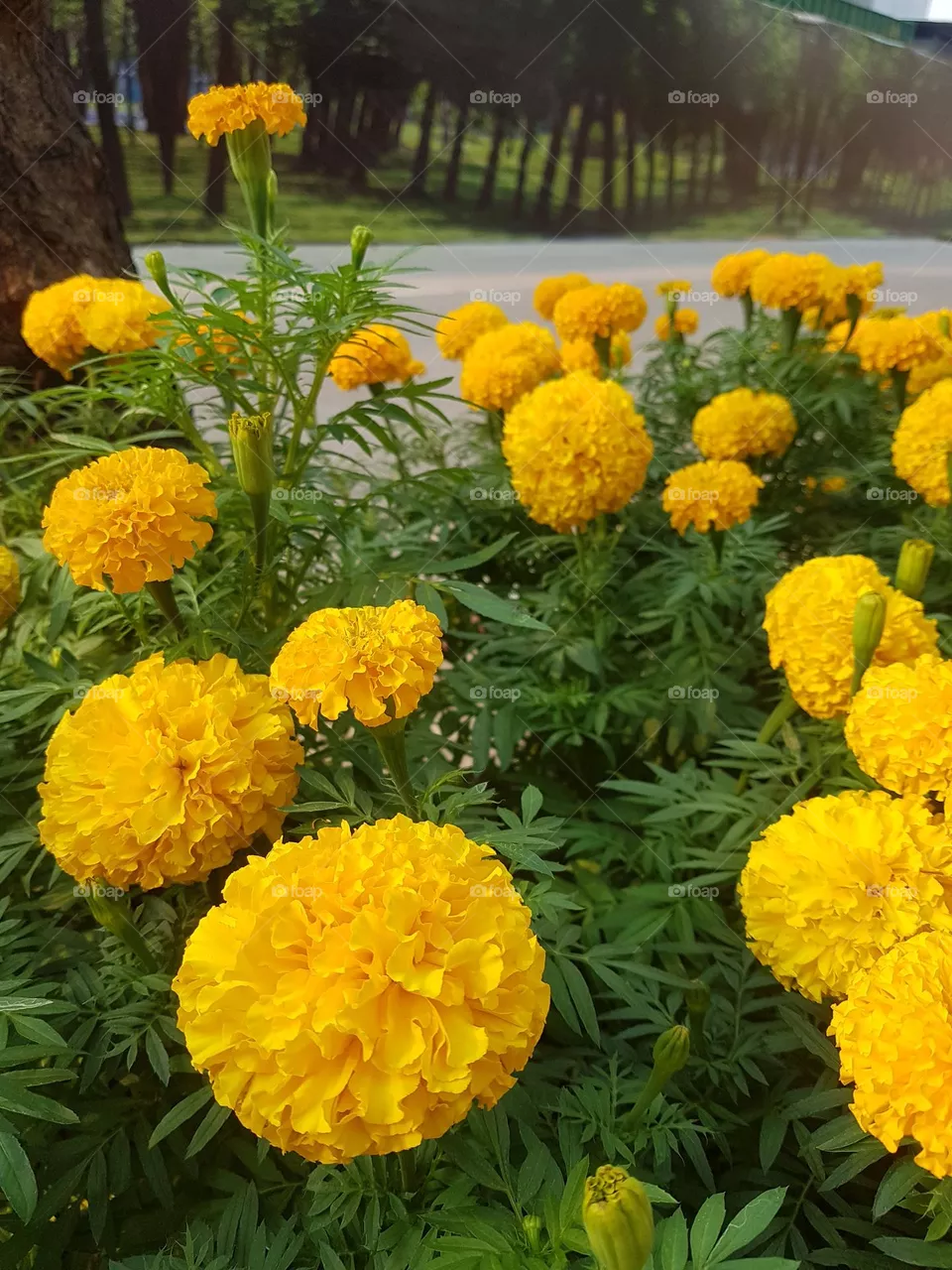 marigold