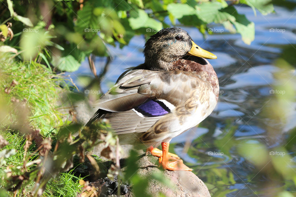 Local wildlife - mallard duck, Sweden