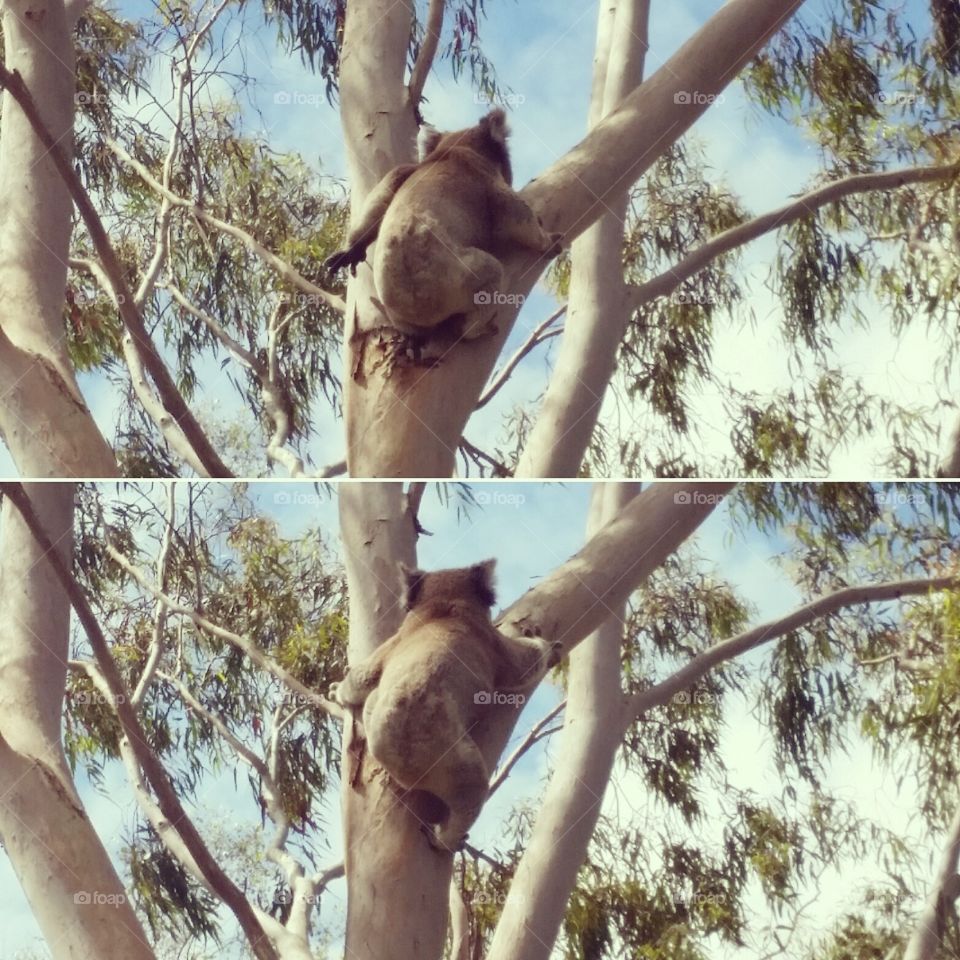 Wildlife park koala.