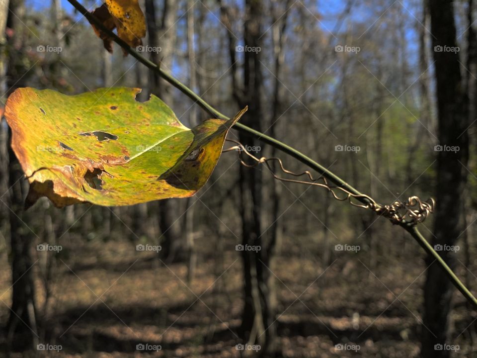 Green Leaf w/vine