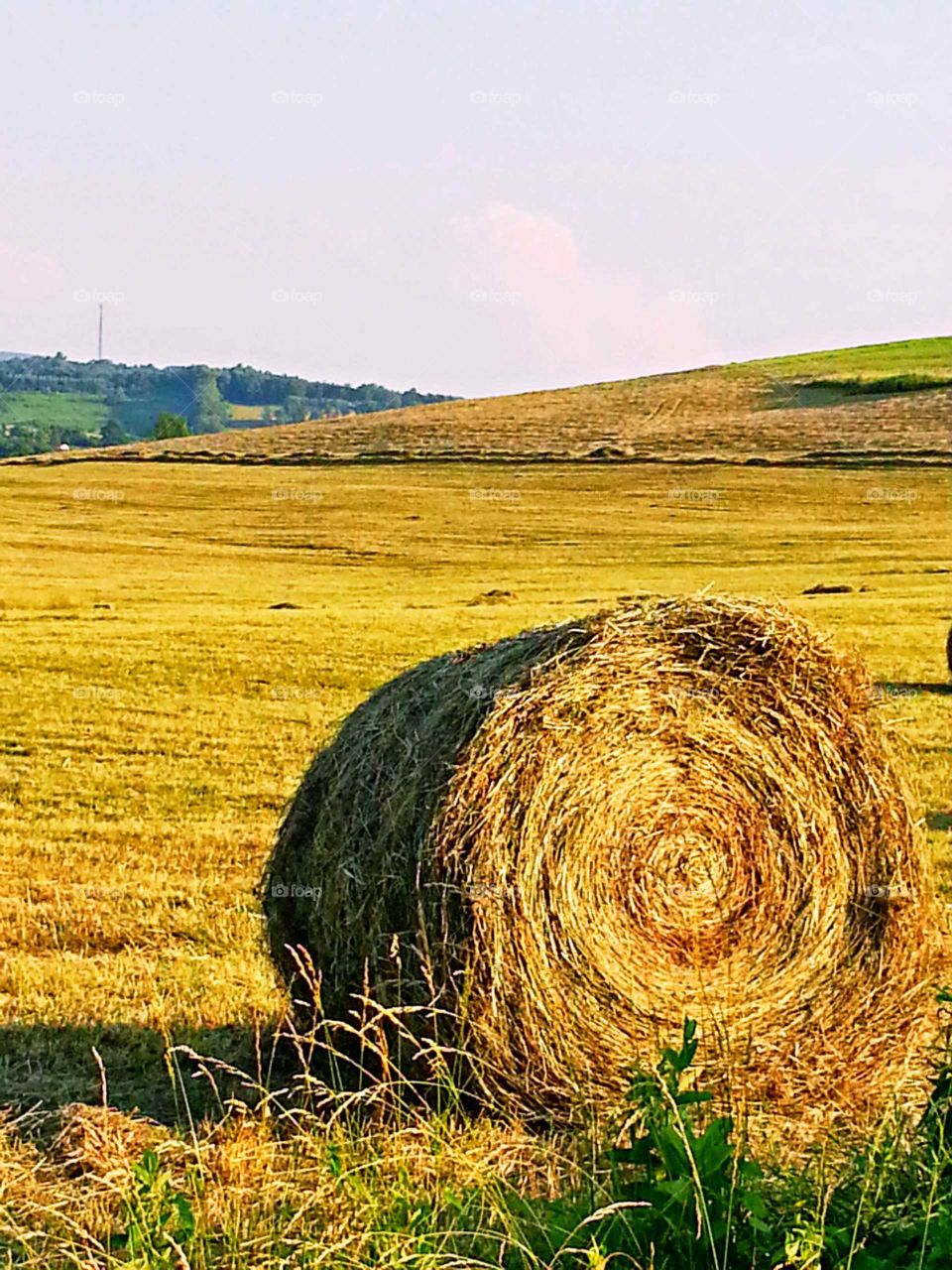 Bales of hay sit freshly cut in a field at the end of summer.