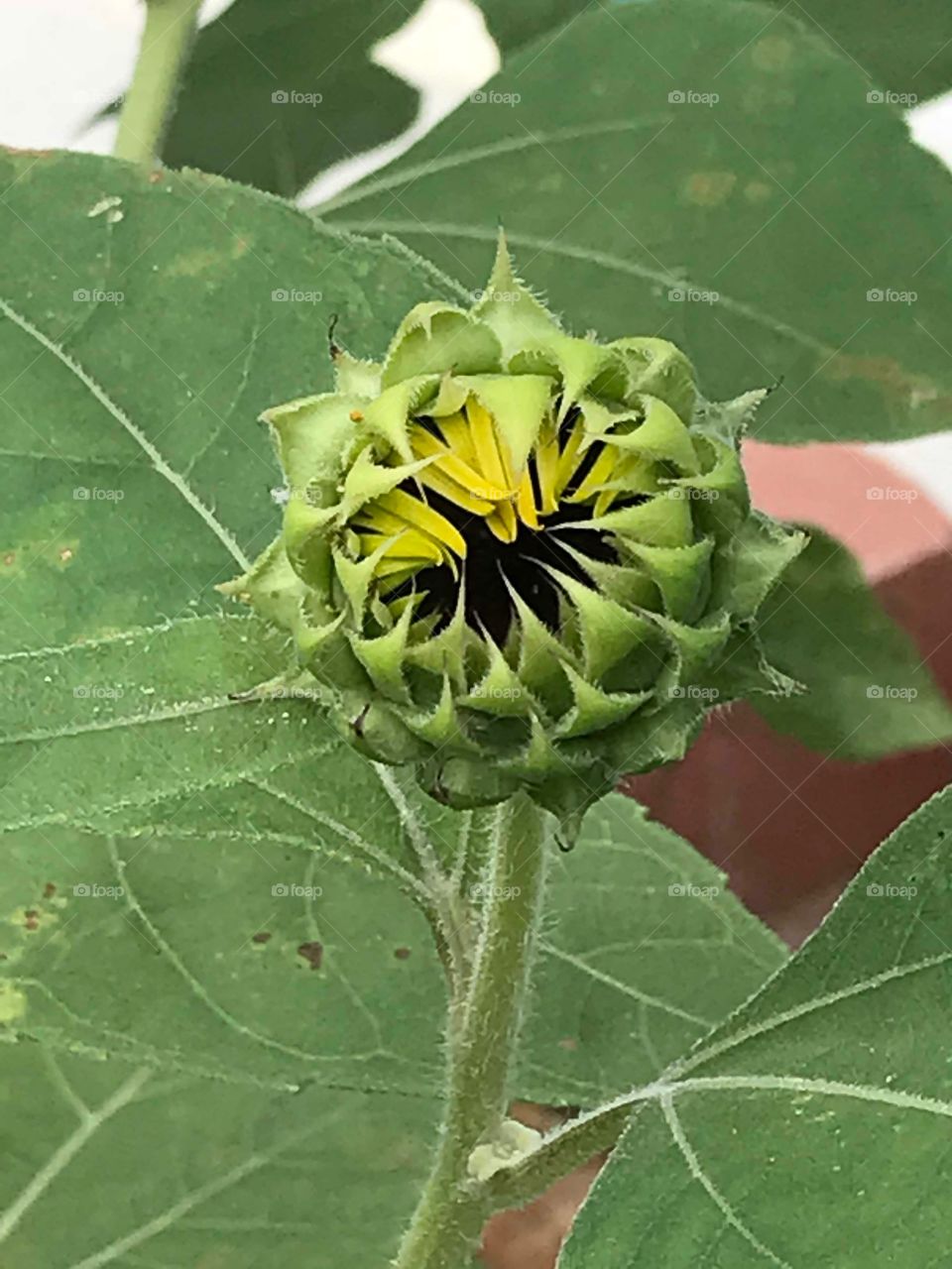 Sunflower Bud Starting to Open