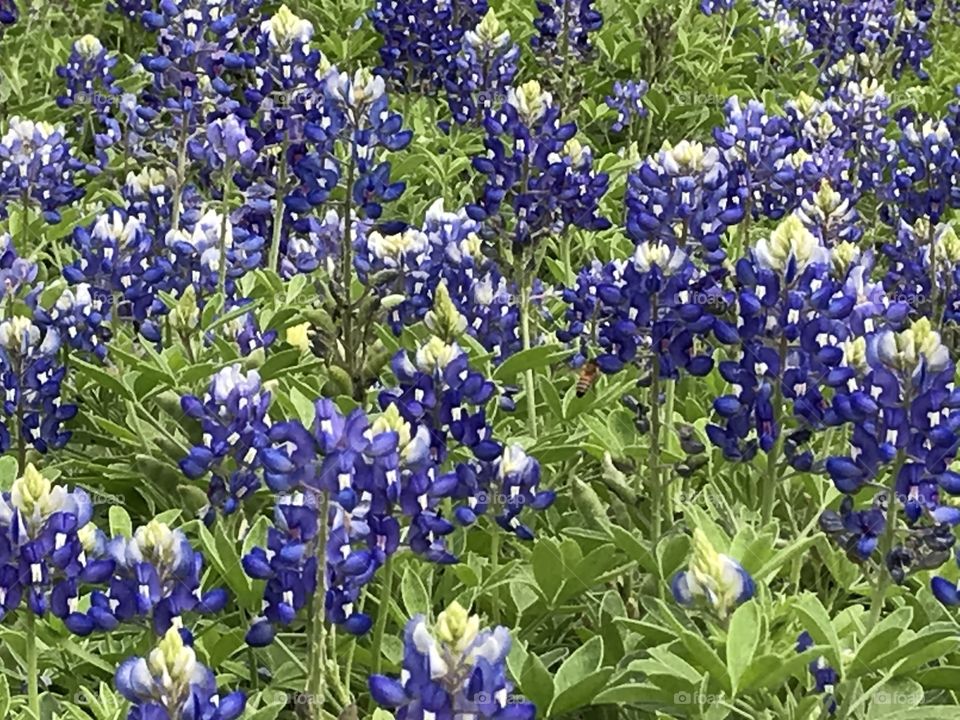 Texas Bluebonnets