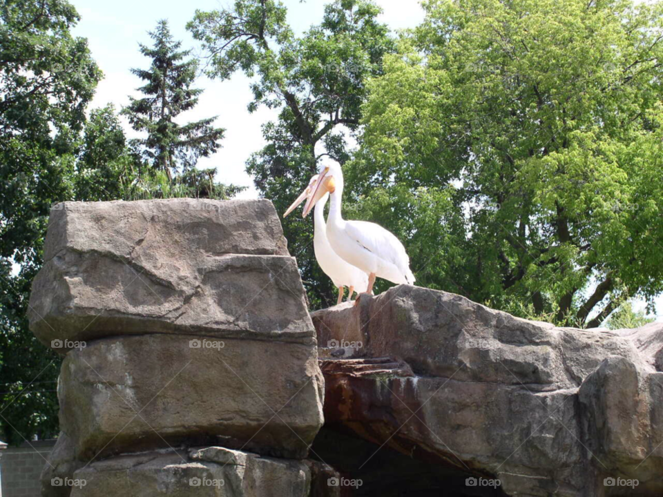 Nature, Outdoors, Stone, Bird, Park